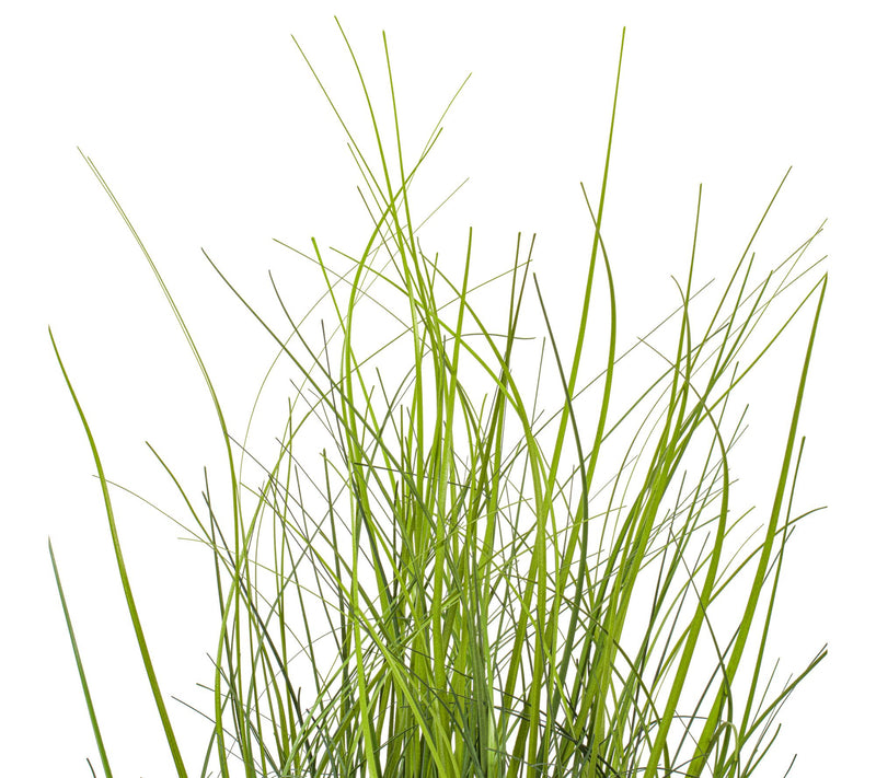 Vickerman 24" Green Tufted Hairgrass Potted UV — View 2