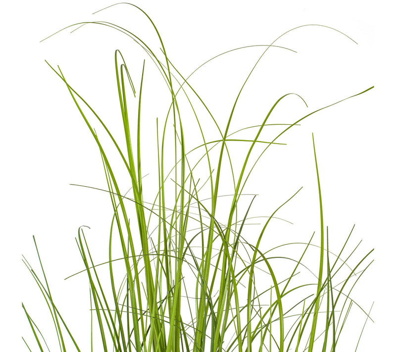 Vickerman 36" Green Tufted Hairgrass Potted UV — View 2