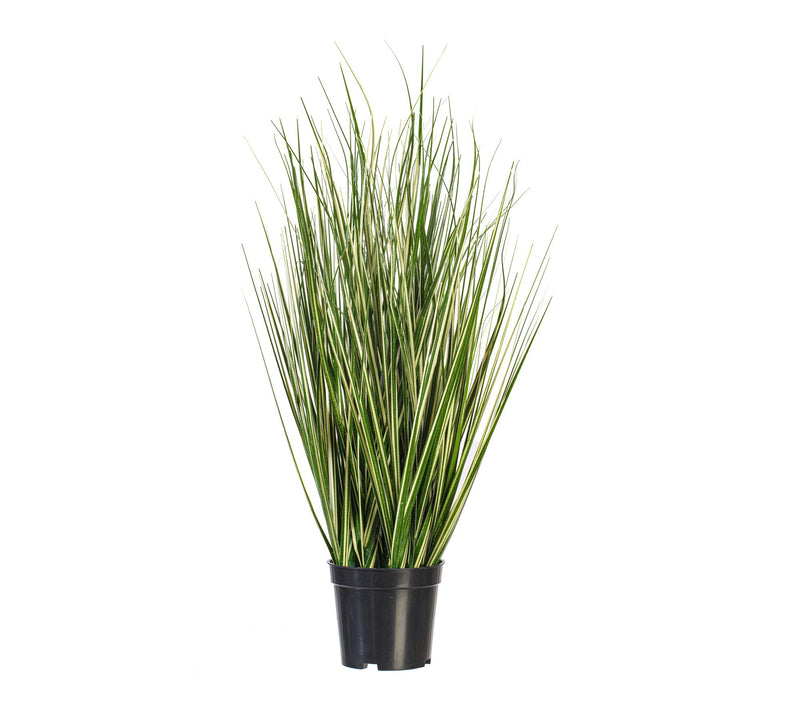 Vickerman 24" Green Evergold Grass Potted UV — Main view