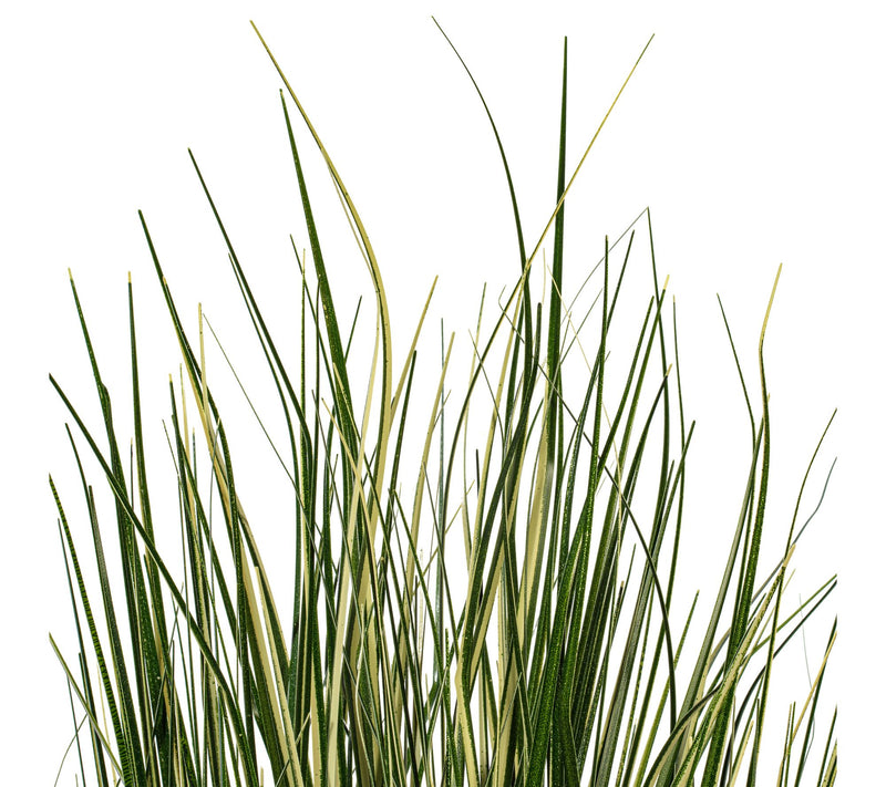 Vickerman 24" Green Evergold Grass Potted UV — View 2