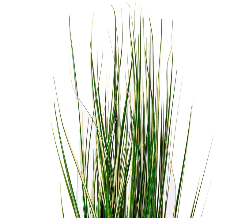 Vickerman 48" Green Evergold Grass Potted UV — View 2