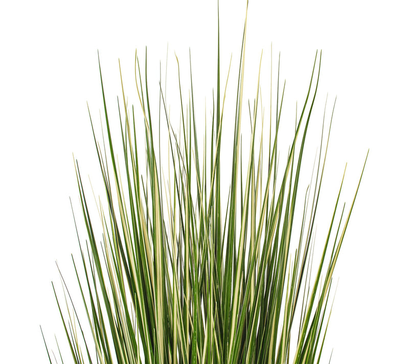 Vickerman 60" Green Evergold Grass Potted UV — View 2