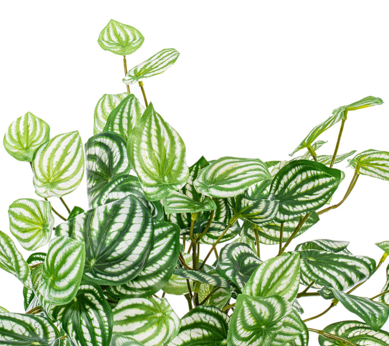 Vickerman 25" Watermelon Peperomia Bush UV — View 2