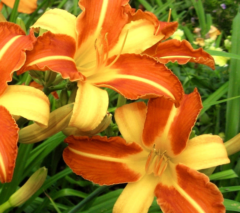 Cottage Farms 6-Piece Frans Hal Daylilies — View 2