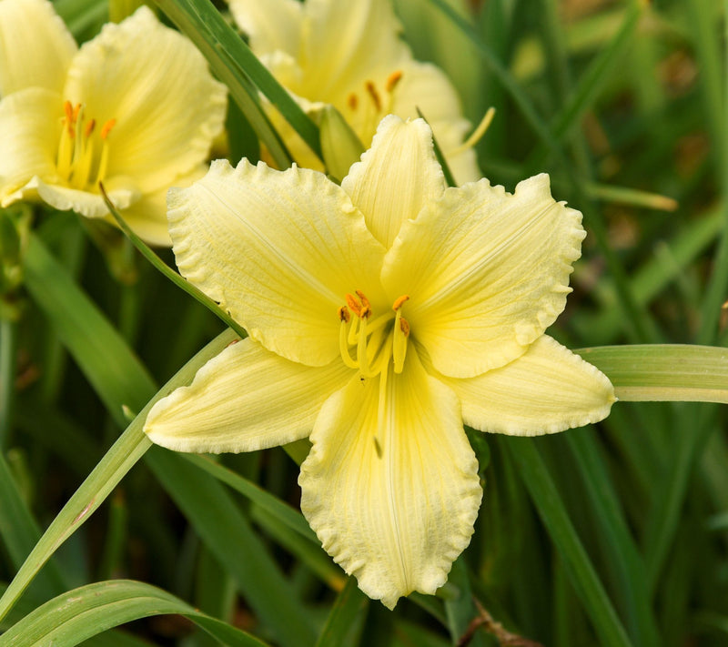 Cottage Farms 6-Piece Big Time Happy Daylilies — View 6