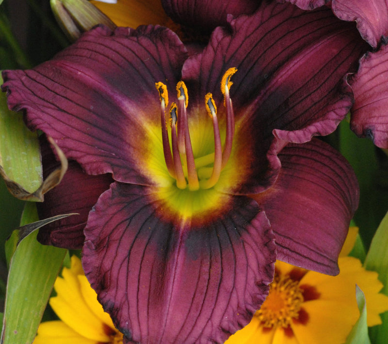 Cottage Farms 6-Piece Little Grapette Daylilies — View 2