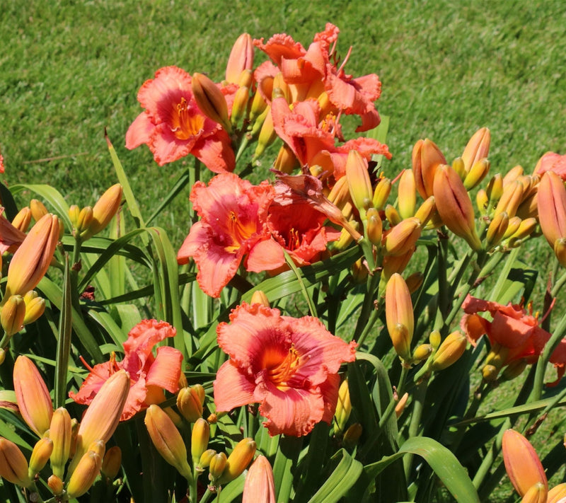 Cottage Farms 6-Piece Rosy Returns Daylilies — View 2