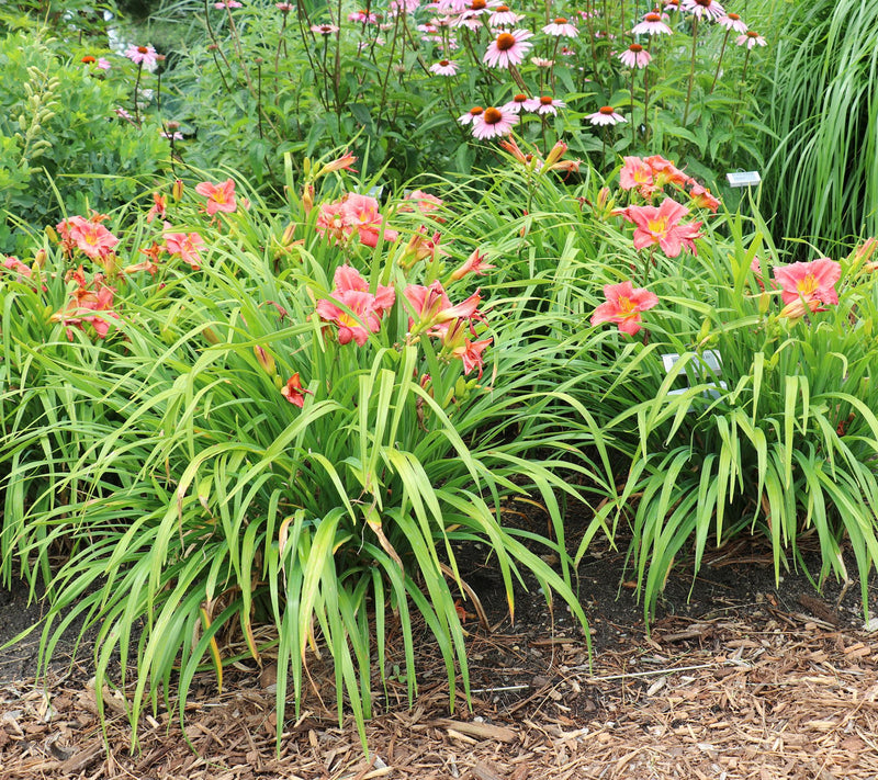Cottage Farms 6-Piece Rosy Returns Daylilies — View 4