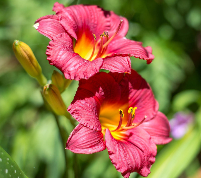Cottage Farms 12-Piece Autumn Red Daylilies — View 8