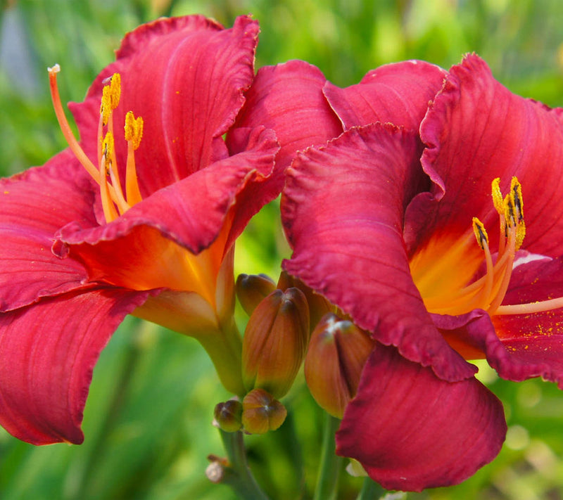 Cottage Farms 12-Piece Autumn Red Daylilies — View 3