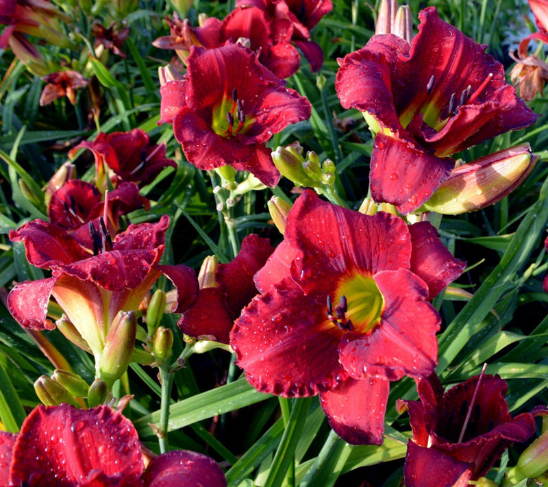 Cottage Farms 12-Piece Autumn Red Daylilies — View 4