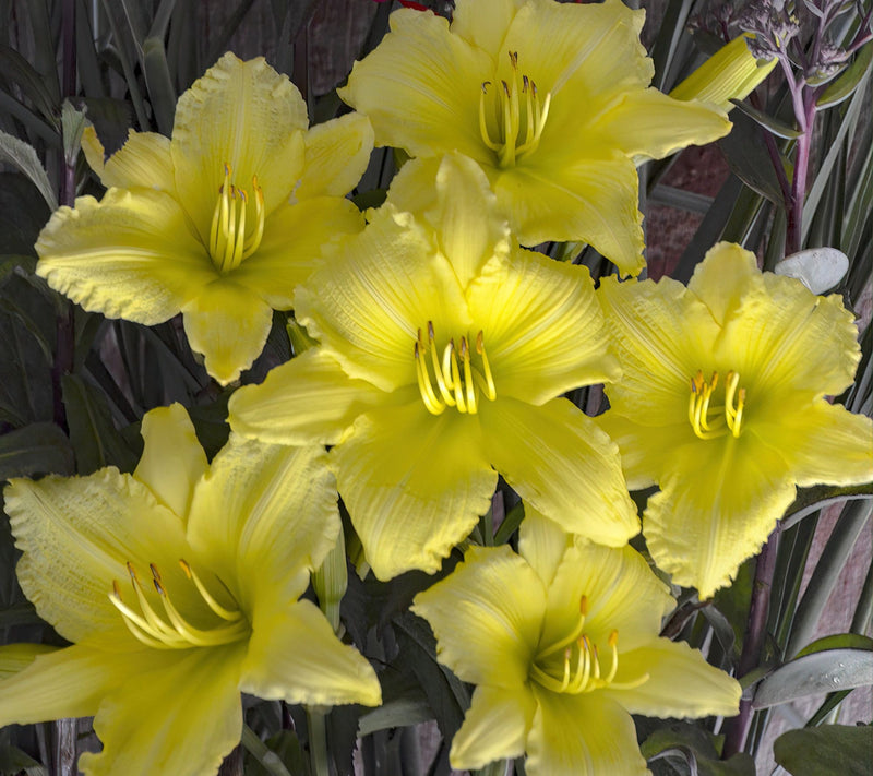 Cottage Farms 12-Piece Big Time Happy Daylilies — View 3