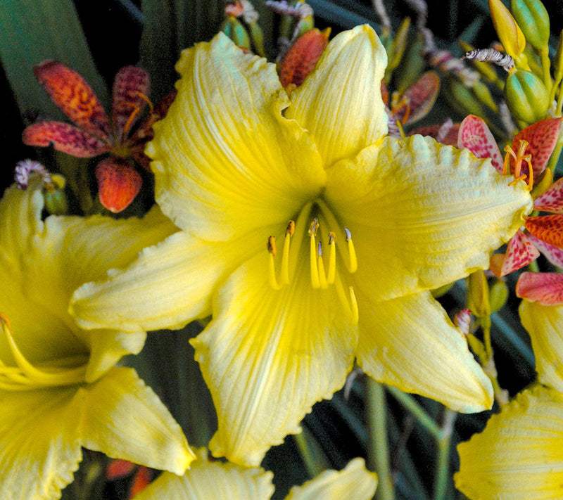 Cottage Farms 12-Piece Big Time Happy Daylilies — View 2