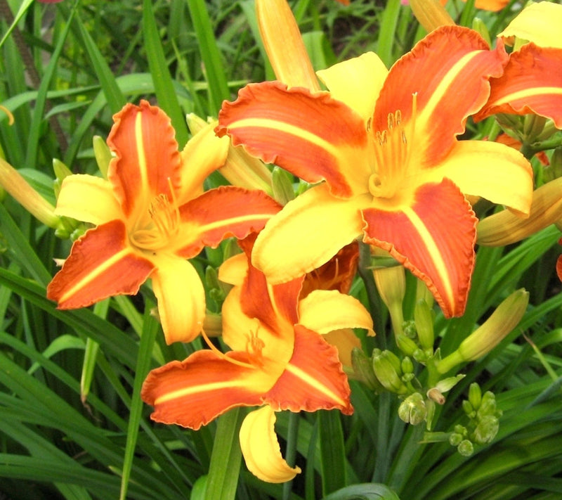 Cottage Farms 12-Piece Frans Hal Daylilies — View 3