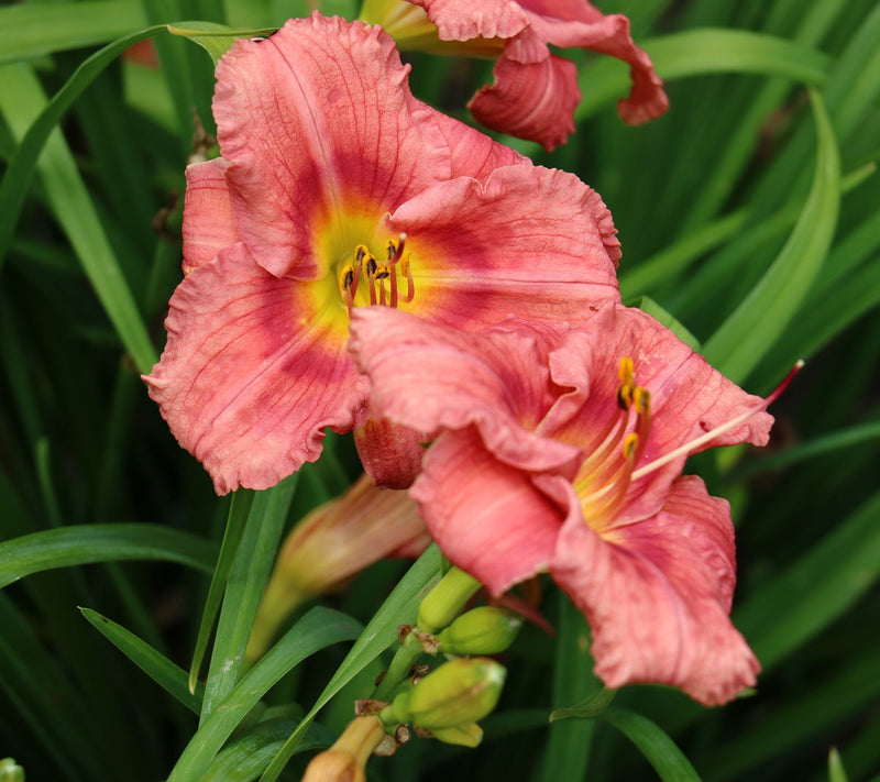 Cottage Farms 12-Piece Rosy Return Daylilies — View 3