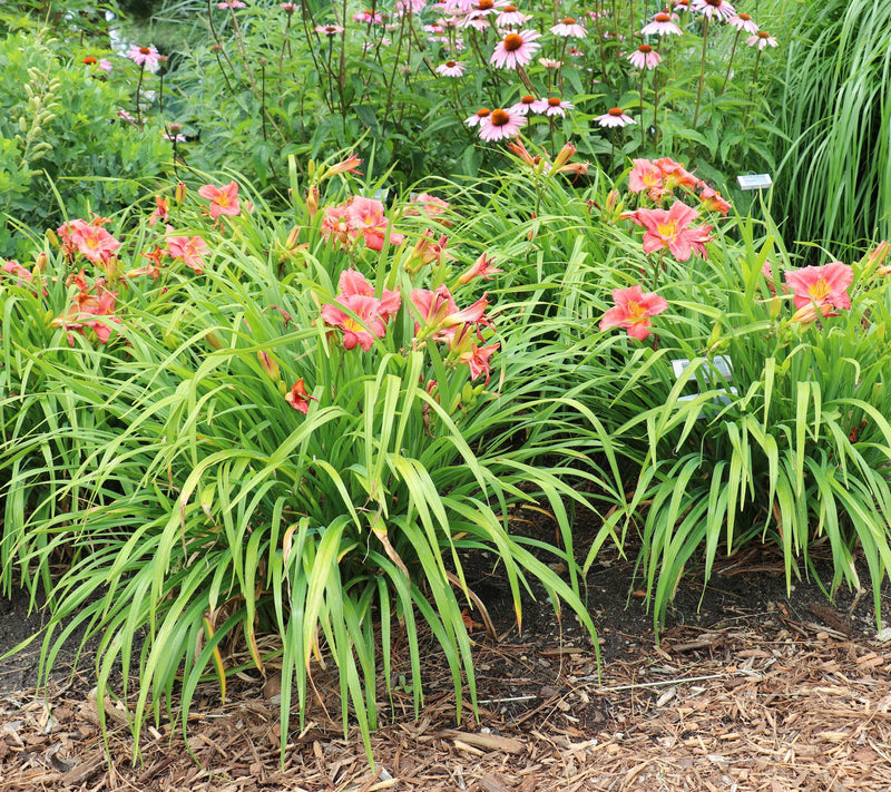 Cottage Farms 12-Piece Rosy Return Daylilies — View 4