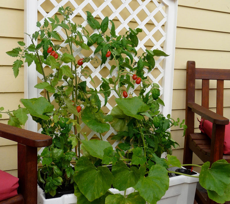 Calypso Planter Trellis with Self-Watering System with Wheels — View 17