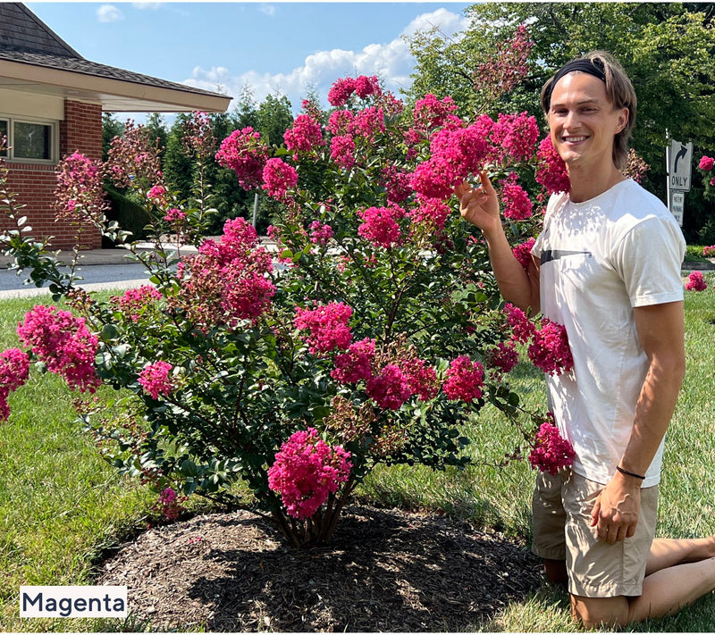 Roberta's 1-Piece Dwarf Hardy Crepe Myrtle Live Plant — View 5