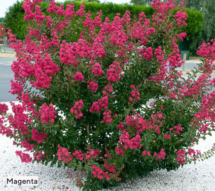 Roberta's 1-Piece Dwarf Hardy Crepe Myrtle Live Plant
