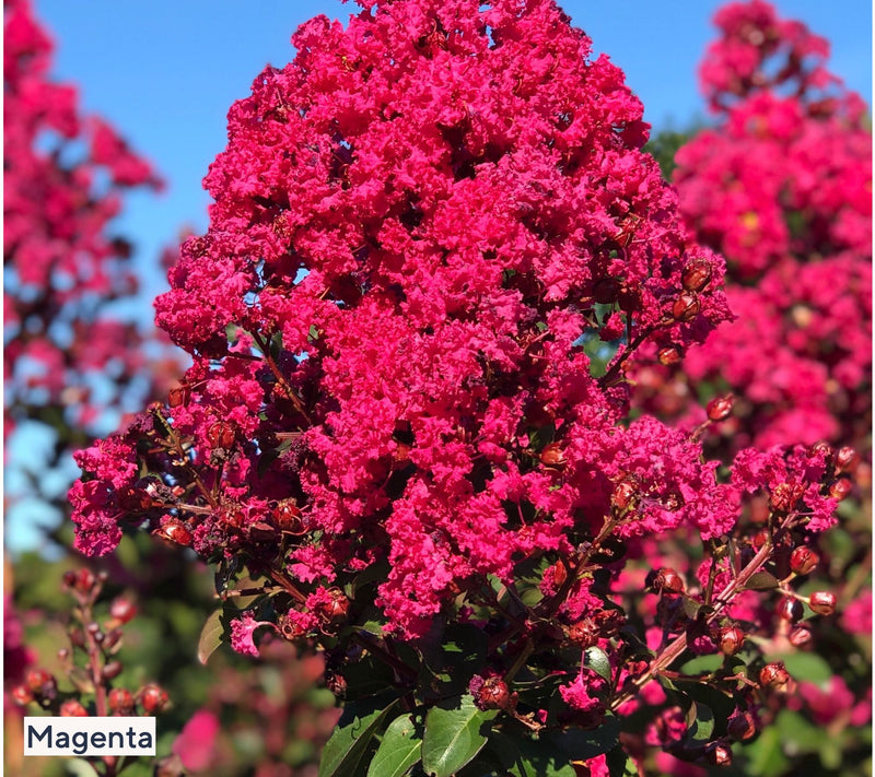 Roberta's 1-Piece Dwarf Hardy Crepe Myrtle Live Plant — View 6