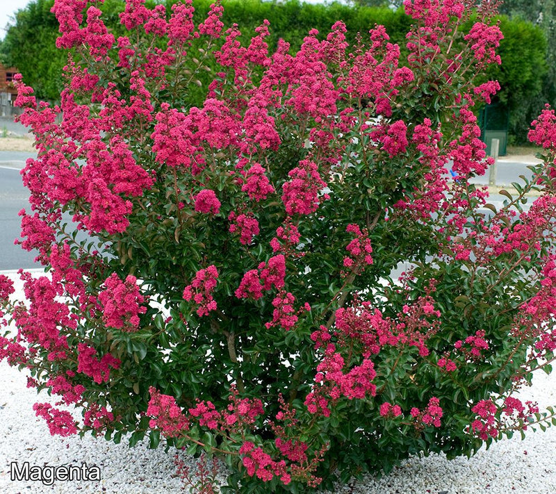 Roberta's 1-Piece Dwarf Hardy Crepe Myrtle Live Plant — View 3