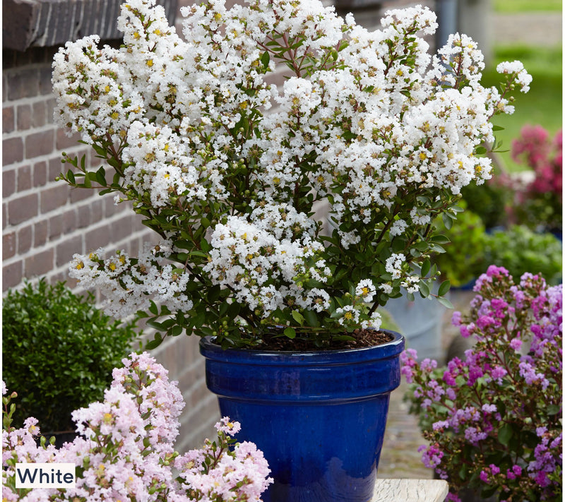 Roberta's 1-Piece Dwarf Hardy Crepe Myrtle Live Plant — View 9