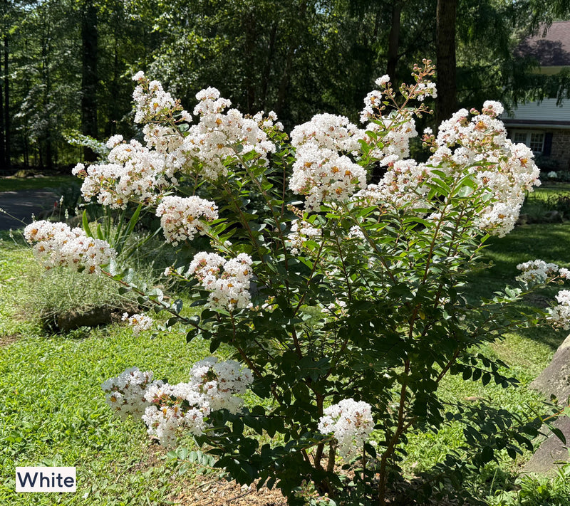 Roberta's 1-Piece Dwarf Hardy Crepe Myrtle Live Plant — View 8