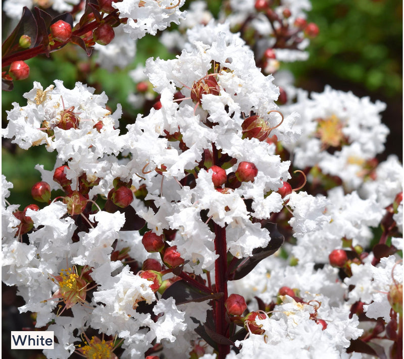 Roberta's 1-Piece Dwarf Hardy Crepe Myrtle Live Plant — View 7