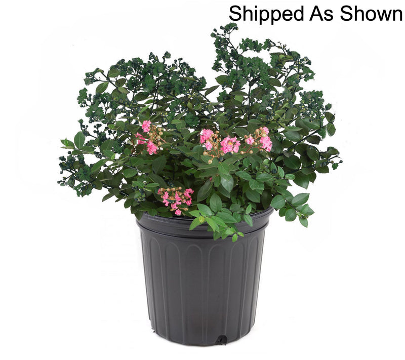 Roberta's 1-Piece Dwarf Hardy Crepe Myrtle Live Plant — View 11