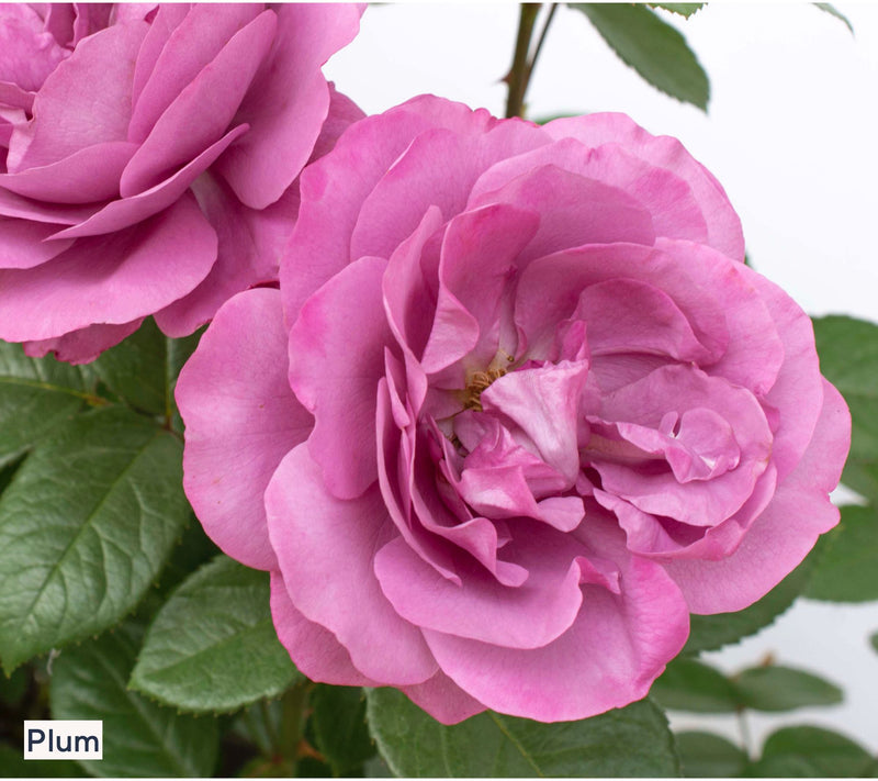 Roberta's 1-Piece Heat Tolerant Sunbelt Rose Live Plant — View 6