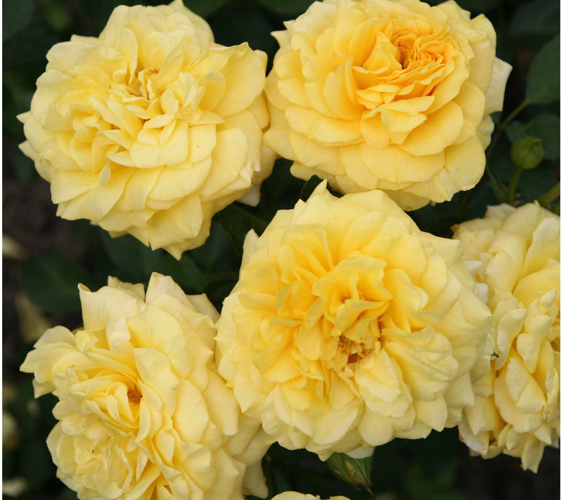 Roberta's 1-Piece Heat Tolerant Sunbelt Rose Live Plant — Main view