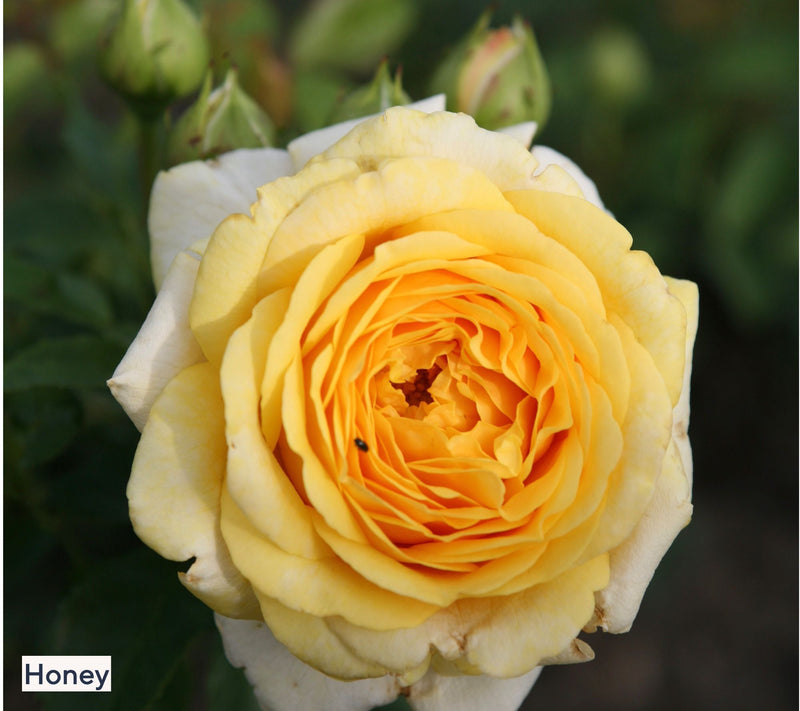 Roberta's 1-Piece Heat Tolerant Sunbelt Rose Live Plant — View 3