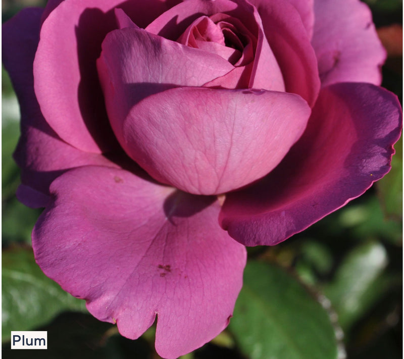Roberta's 1-Piece Heat Tolerant Sunbelt Rose Live Plant — View 7