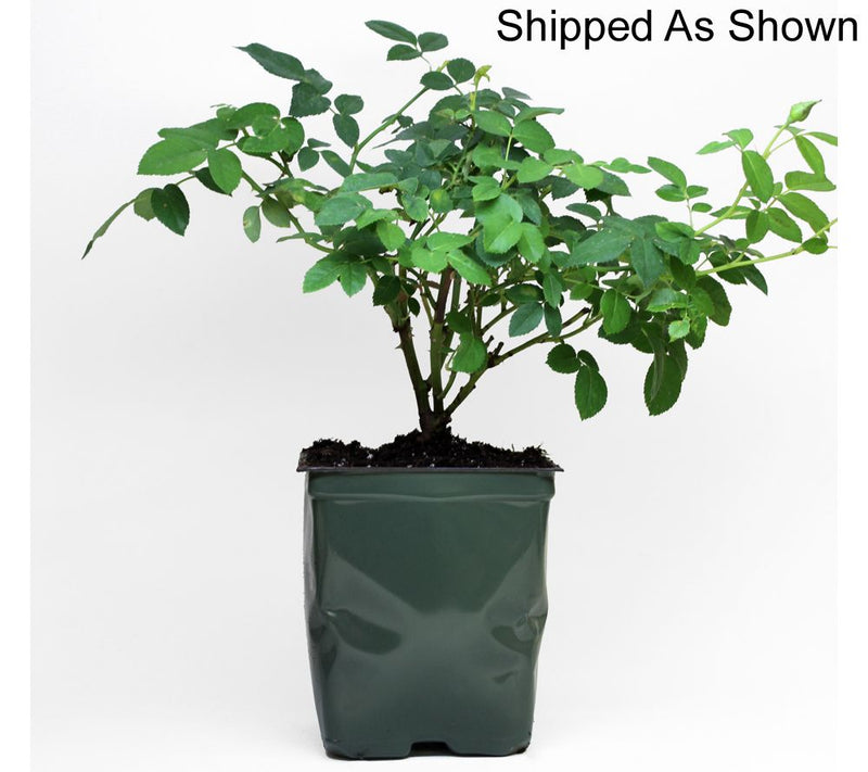 Roberta's 1-Piece Heat Tolerant Sunbelt Rose Live Plant — View 8