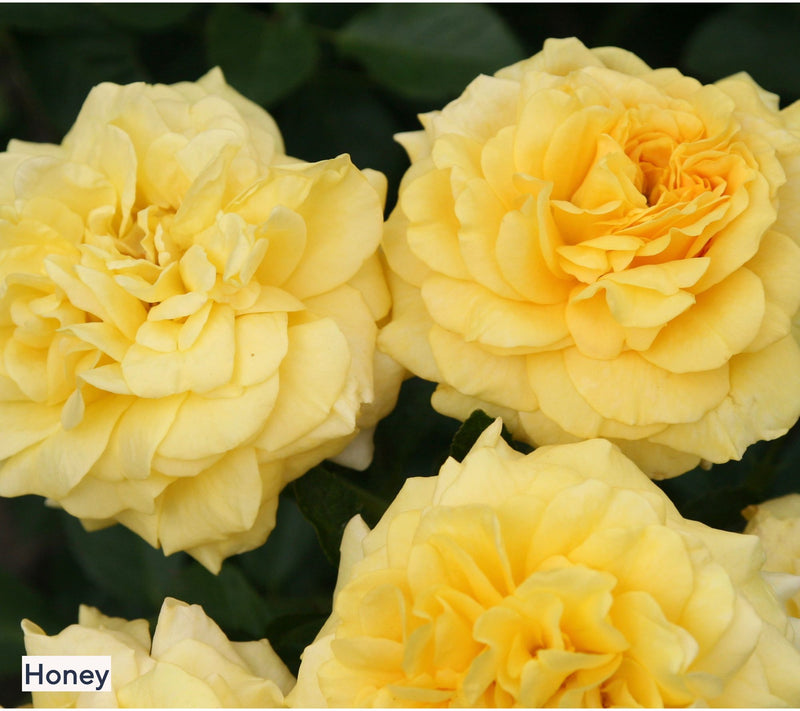 Roberta's 1-Piece Heat Tolerant Sunbelt Rose Live Plant — View 2