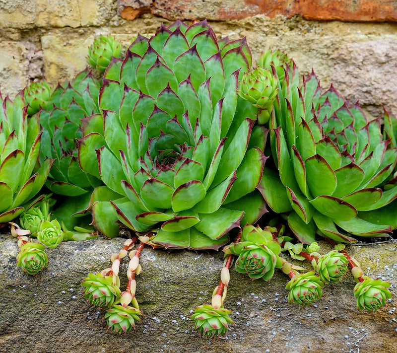 Roberta's 6pc Hardy Hens & Chicks Live Plants — View 3
