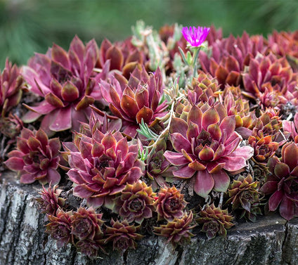 Roberta's 6pc Hardy Hens & Chicks Live Plants