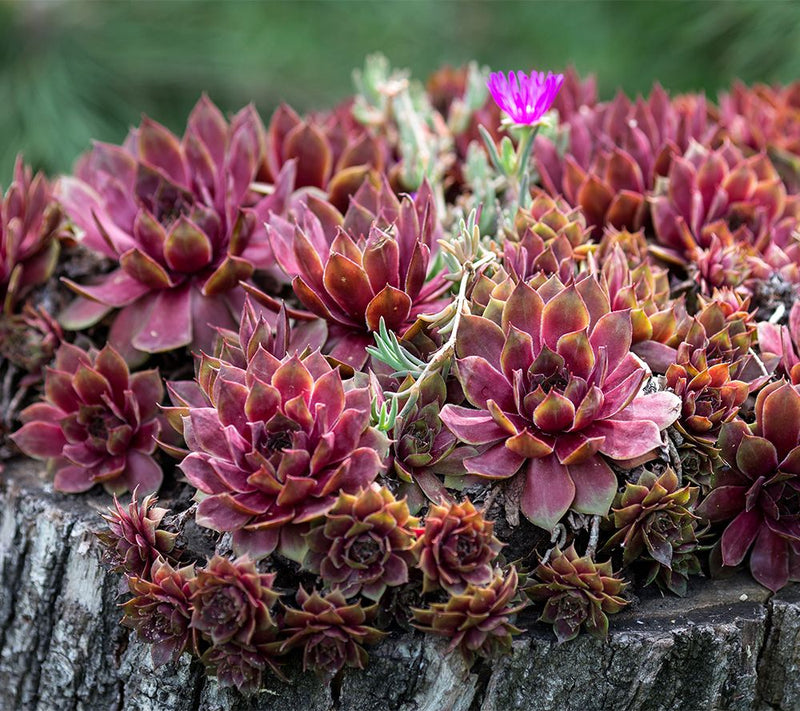 Roberta's 6pc Hardy Hens & Chicks Live Plants — Main view