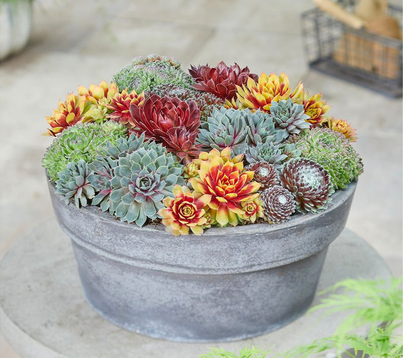 Roberta's 6pc Hardy Hens & Chicks Live Plants — View 2