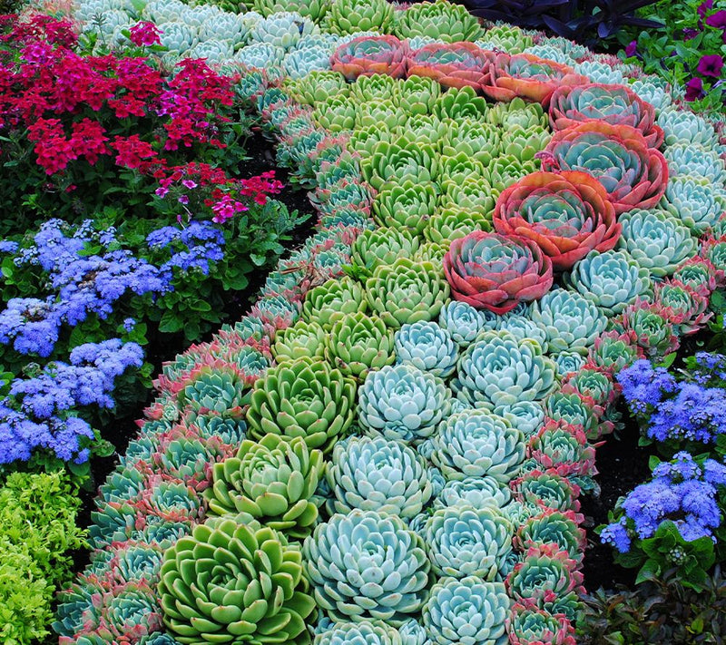 Roberta's 6pc Hardy Hens & Chicks Live Plants — View 7