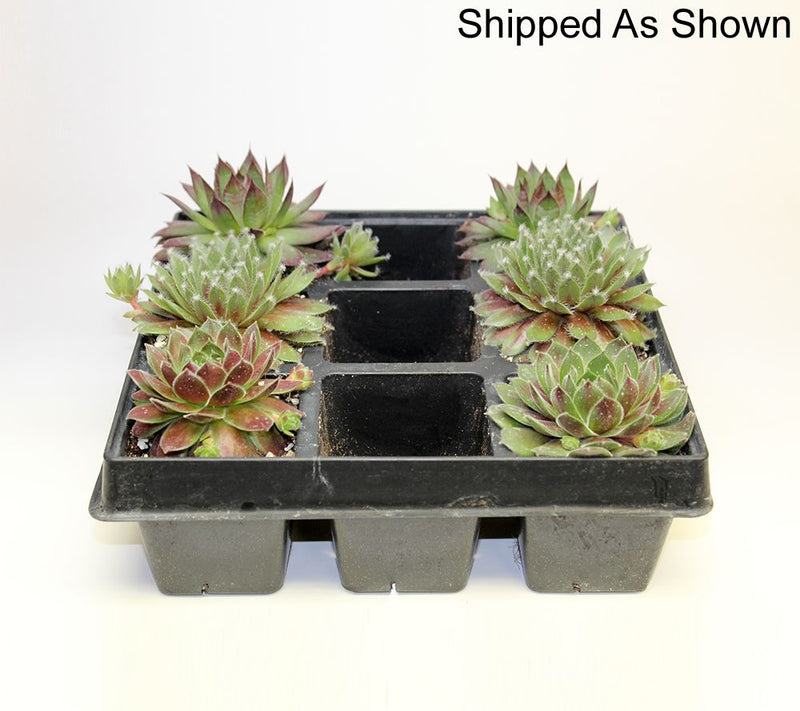 Roberta's 6pc Hardy Hens & Chicks Live Plants — View 8