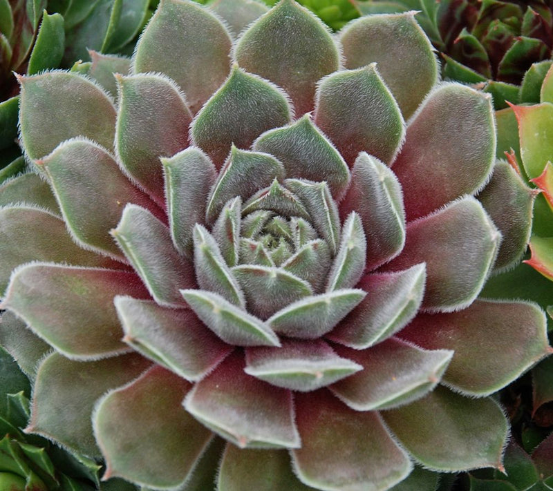 Roberta's 6pc Hardy Hens & Chicks Live Plants — View 5