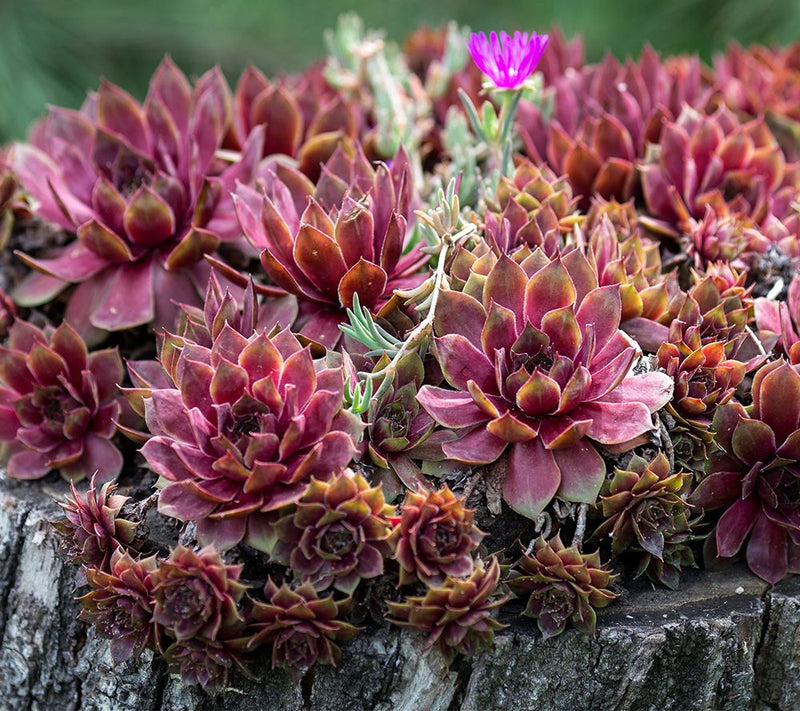 Roberta's 6Pc Hardy Hens & Chicks Live Plants — Main view