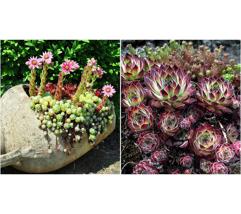 Roberta's 6Pc Hardy Hens & Chicks Live Plants — View 5