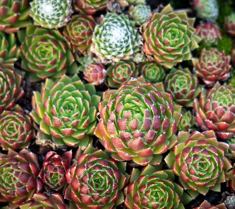 Roberta's 6Pc Hardy Hens & Chicks Live Plants — View 6