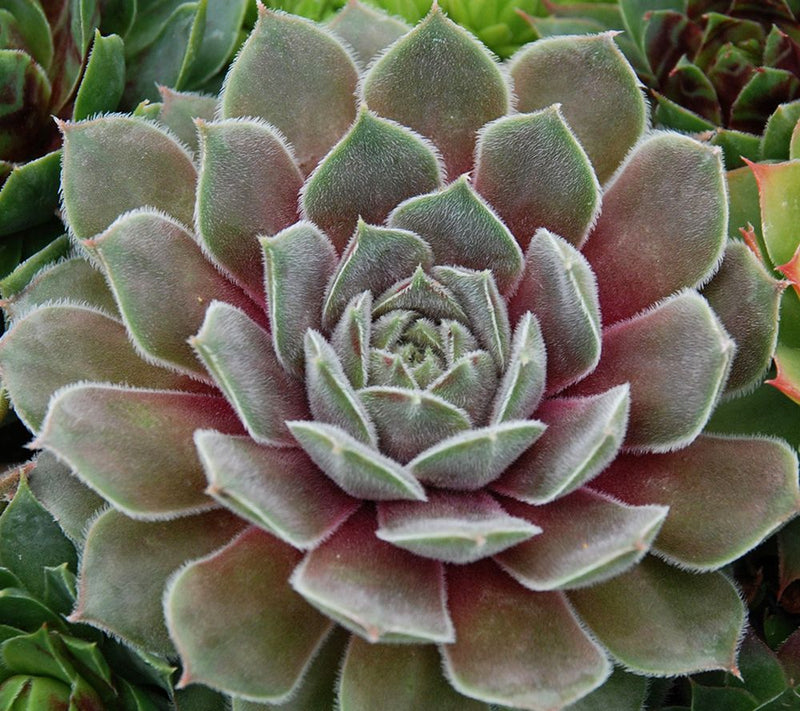 Roberta's 6Pc Hardy Hens & Chicks Live Plants — View 4