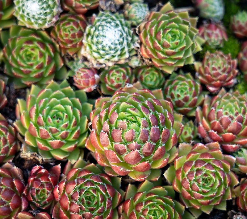 Ships 5/18/26 Roberta's Hardy Hens & Chicks Live Plants — View 6