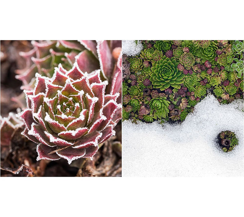 Ships 5/18/26 Roberta's Hardy Hens & Chicks Live Plants — View 4