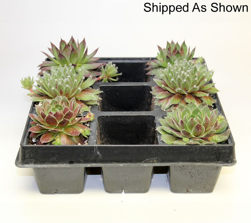 Ships 5/18/26 Roberta's Hardy Hens & Chicks Live Plants — View 8