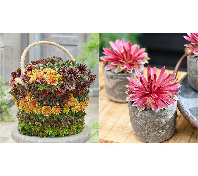 Ships 5/18/26 Roberta's Hardy Hens & Chicks Live Plants — View 3